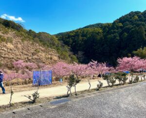 桜満開の花見広場